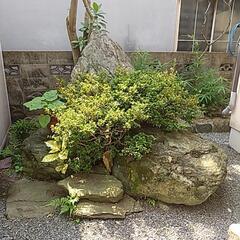 庭石　差し上げます。