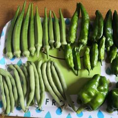引き取り予定者がきまりました 野菜10種類以上の画像