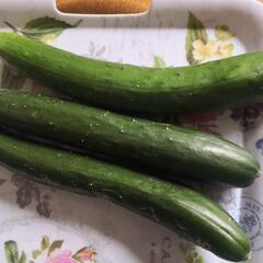 引き取り予定者がきまりました 野菜10種類以上