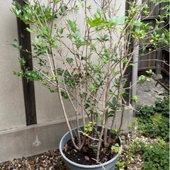 【取引中】金木犀と銀木犀(一緒に植わってます)