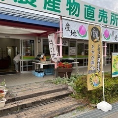 メダカ販売中！