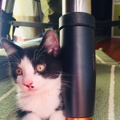 かわいい子猫たちの里親募集　ハチ割れ・黒