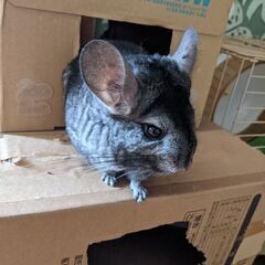 チンチラ