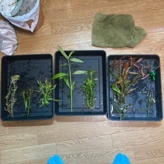 【水草】有茎草たち　パート3の画像