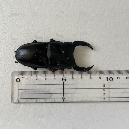 受け渡し者決定　別個体近日中に掲載します。