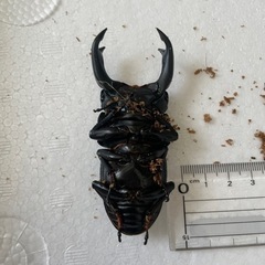 受け渡し者決定　別個体近日中に掲載します。の画像