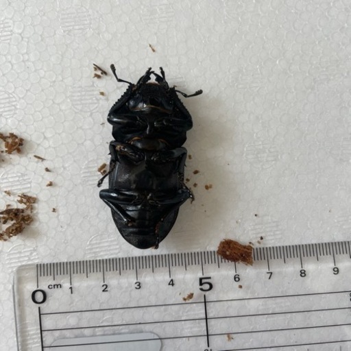 受け渡し者決定　別個体近日中に掲載します。