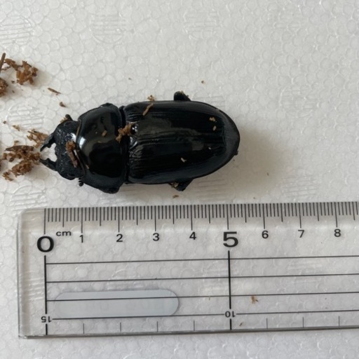 受け渡し者決定　別個体近日中に掲載します。