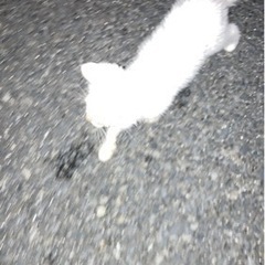 白い猫　2か月くらいです