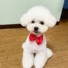【子犬限定！！】モデル犬探してます。一律3000円