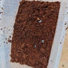 国産カブトムシ幼虫約20匹+要る方は親カブトムシ