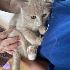 里親様決まりました！ありがとうございました。可愛い子猫の里親募集です