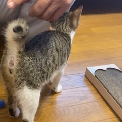 かぎしっぽが愛らしい子です。