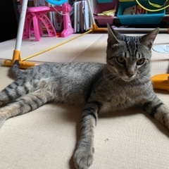 甘えん坊な一歳のトラ猫