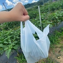 【ピーマン】こどもから大人までモリモリ食べれるピーマンの画像