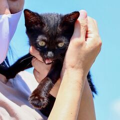 【譲渡終了】黒猫のジジ
