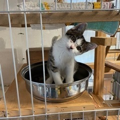 野良猫を保護　里親を募集しています
