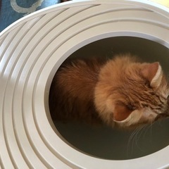猫用トイレ！(お話し中)の画像