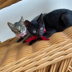 生後2ヶ月半くらいの子猫ちゃん、里親募集中です！とっても可愛いで...