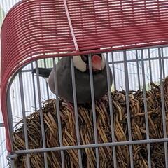 文鳥の里親募集