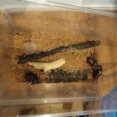夏の風物詩✨カブトムシ🪲の画像