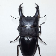 テイオウヒラタクワガタ　♂️91㎜　♀️43㎜の画像