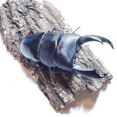 テイオウヒラタクワガタ　♂️91㎜　♀️43㎜の画像