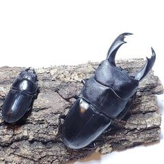 テイオウヒラタクワガタ　♂️91㎜　♀️43㎜