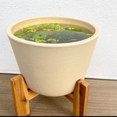 ビオトーブ セット アクアリウム