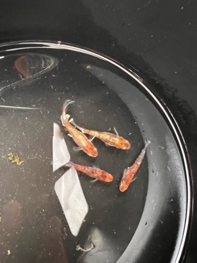 銀鱗紅玉　種親クラス　めだか　現物