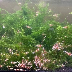 レッドビーシュリンプ大人20匹　兵庫までの画像