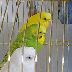 セキセイインコ♂三羽