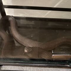 ヘビの里親募集　メキシカンブラックキングスネーク