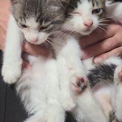 子猫6匹います。