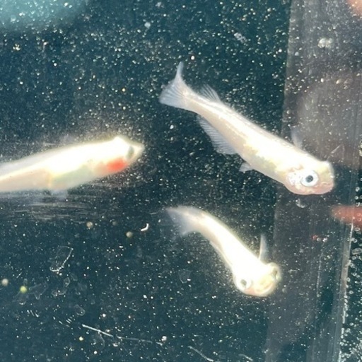 目前メダカ　♀3 ♂2