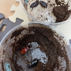 ファブリースノコギリクワガタメス単品の画像