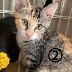 元気いっぱい女の子です！