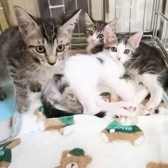 in西尾市☆ワチャワチャ子猫大祭り!!2022/07/30(土)...