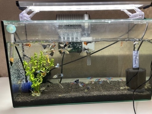 熱帯魚＆水槽などまるごと