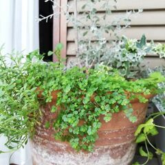 寄せ植えばらし、ベビーティアーズ