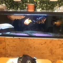 アロワナ引き取り限定