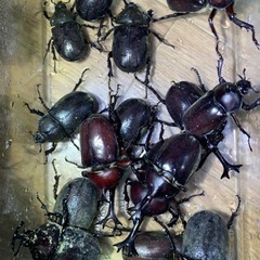 お盆前のプレゼントにいかがですか？夏休み特別企画✨　オオクワガタペア、カブトムシペア、ニジイロクワガタペア　お得セットの画像