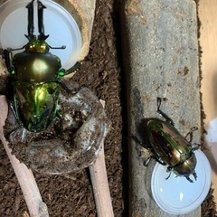 お盆前のプレゼントにいかがですか？夏休み特別企画✨　オオクワガタペア、カブトムシペア、ニジイロクワガタペア　お得セットの画像