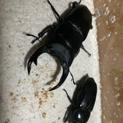 お盆前のプレゼントにいかがですか？夏休み特別企画✨　オオクワガタ...