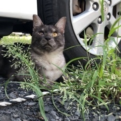 迷子猫