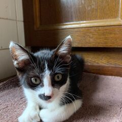 捨て猫を保護して，室内飼いしています、だいぶなついてきました。オ...