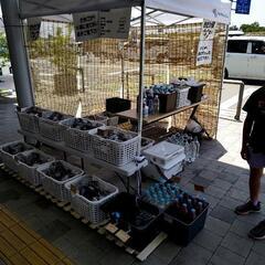 めだか メダカ  豊橋道の駅 めだか 出店します。               - 豊橋市