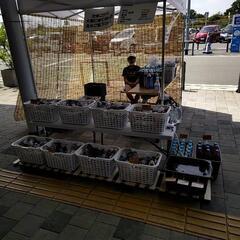 めだか メダカ  豊橋道の駅 めだか 出店します。               - その他
