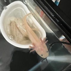 ウーパールーパー譲ります。(決まりました)の画像