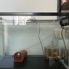 ウーパールーパー譲ります。(決まりました)